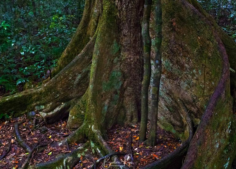 Lamington National Park