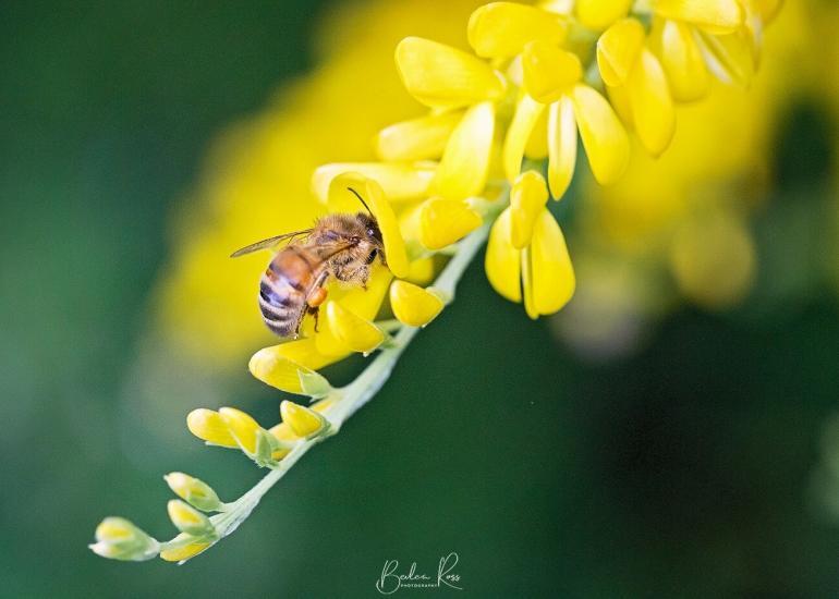 bee on flower