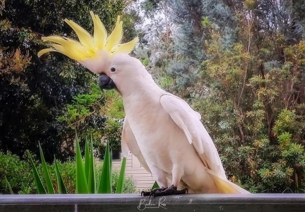 extended comb of Sulphur Crested Cockatoo