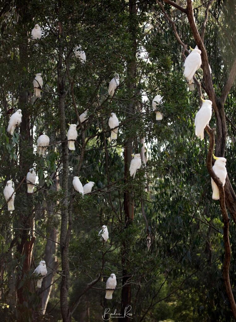 flock of Sulphur Crested Cockatoo in tree