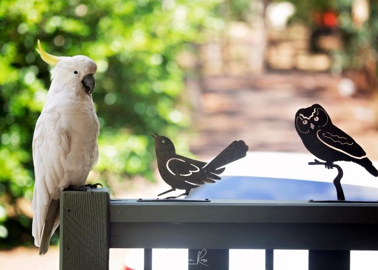 sulphur crested cockatoo is a family sight in country gardens