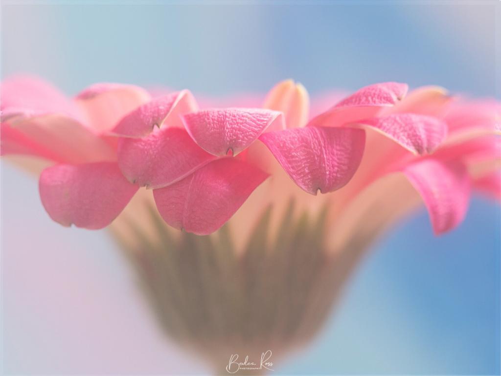Techniques for Flower Photography