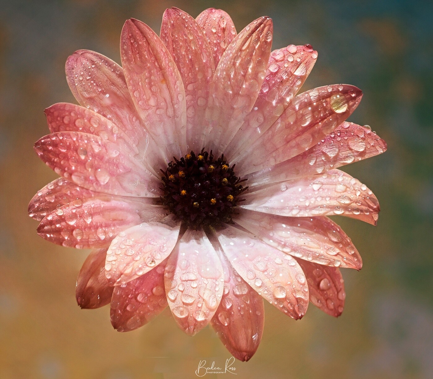 Techniques For Flower Photography Bevlea Ross Photography