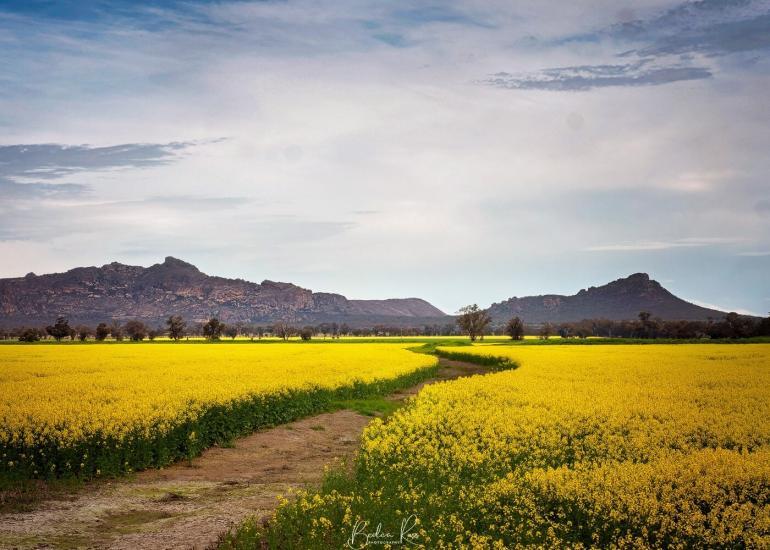 Canola Fields, Western Hwy, near Grampians