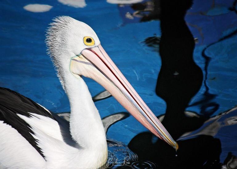Pelican at Lakes Entrance, Victoria