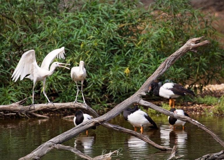 serendip sanctuary