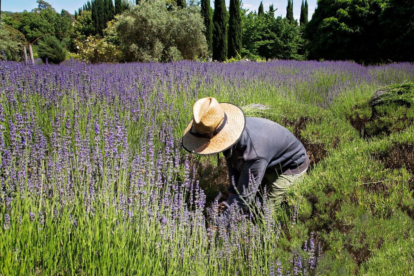 harvesting lavender by hand