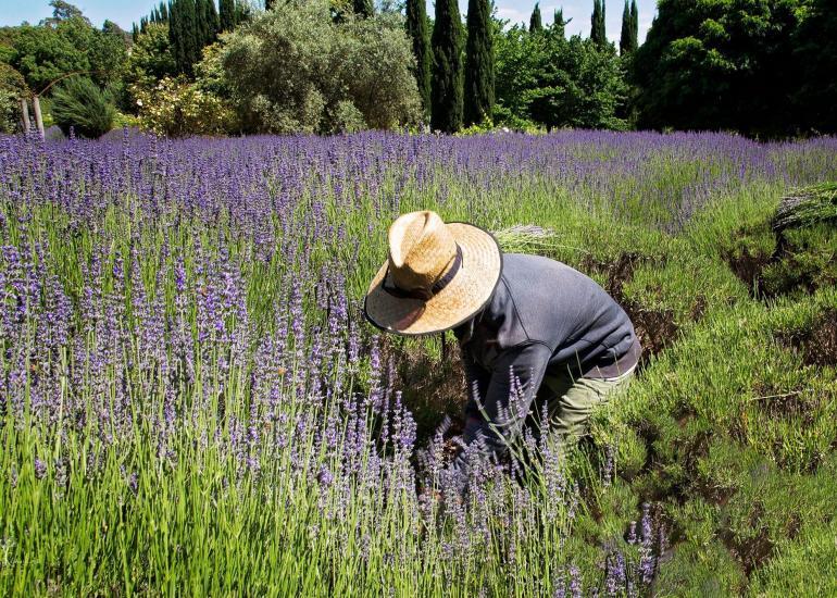 harvesting lavender by hand