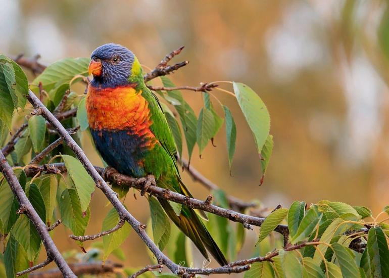 Rainbow Lorikeet