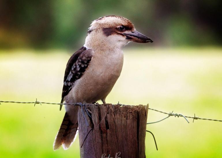 the iconic australian Kookaburra