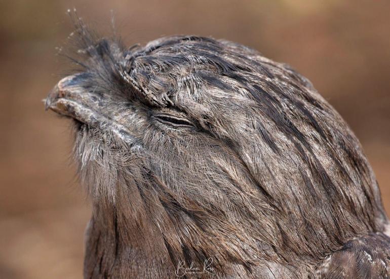tawny frogmouth