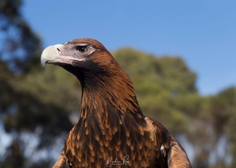 Australian wedgetail eagle