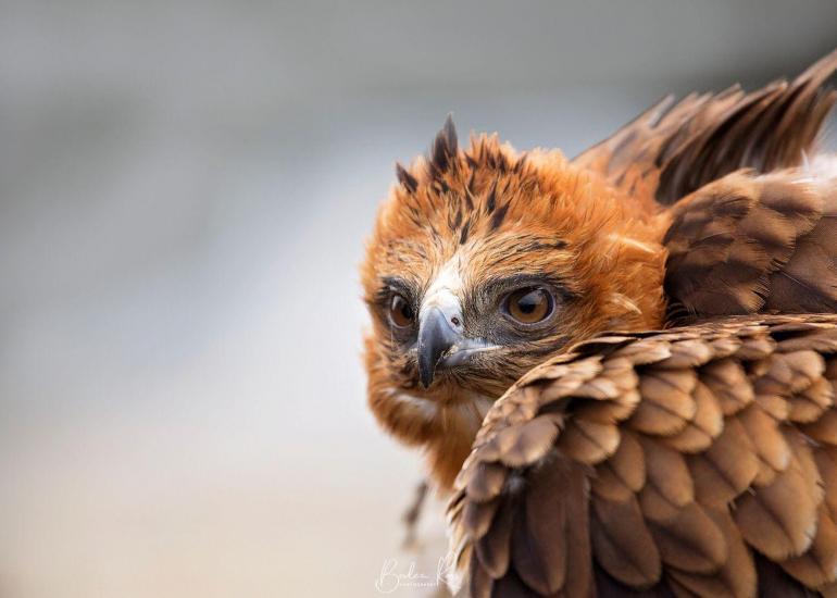 Little Eagle, Kangaroo Island, SA