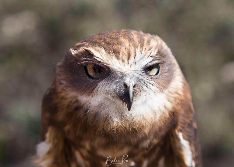australian birds - boobook owl