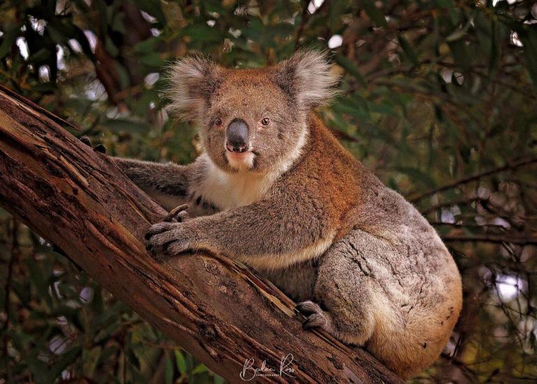 Kangaroo Island Koala