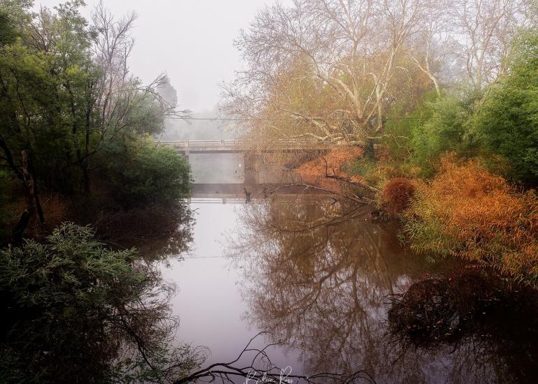 Yea Wetlands in fog