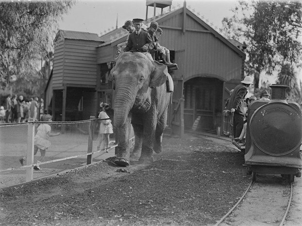 melbourne zoo elephant rides