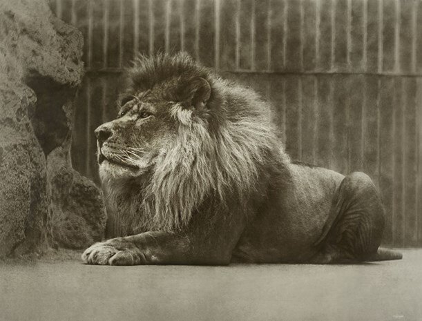 Wallace the lion at melbourne zoo