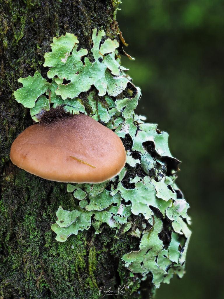 Fungi Hunting at Mt Macedon