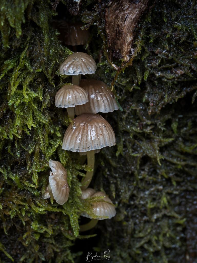 Fungi Hunting at Mt Macedon