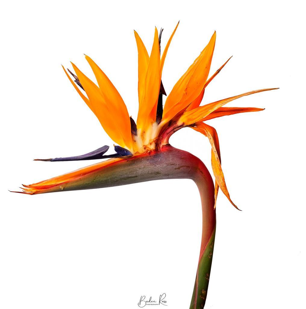 flowers - bird of paradise