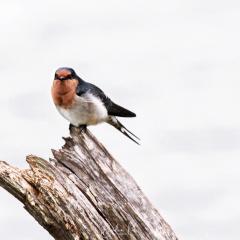 welcome swallow