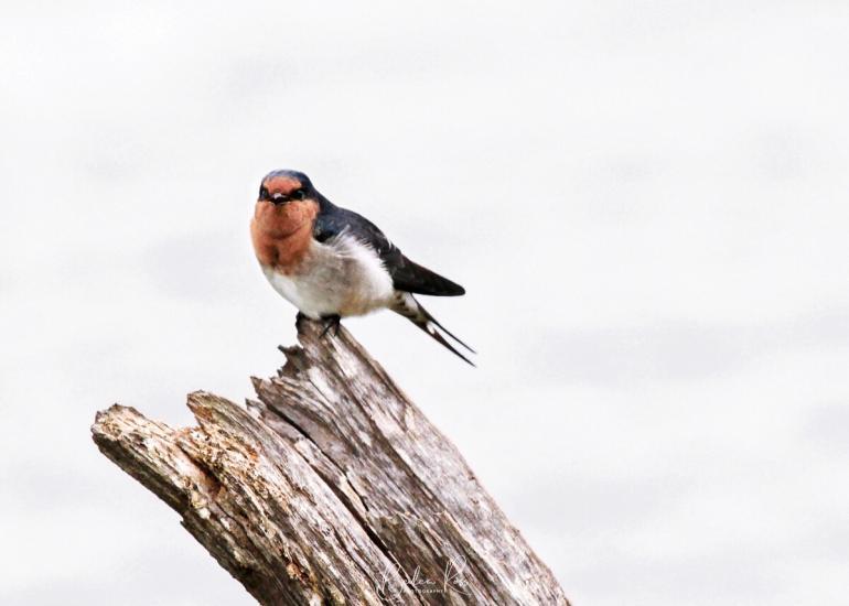 welcome swallow