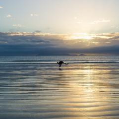 kangaroo on beach