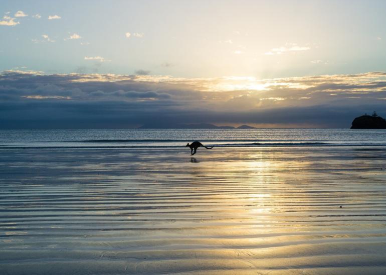 kangaroo on beach