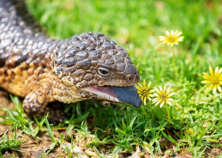 blue tongue lizard kyabram fauna park