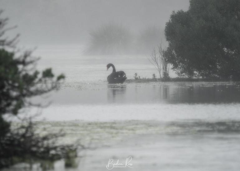 swan lake reserve, phillip island