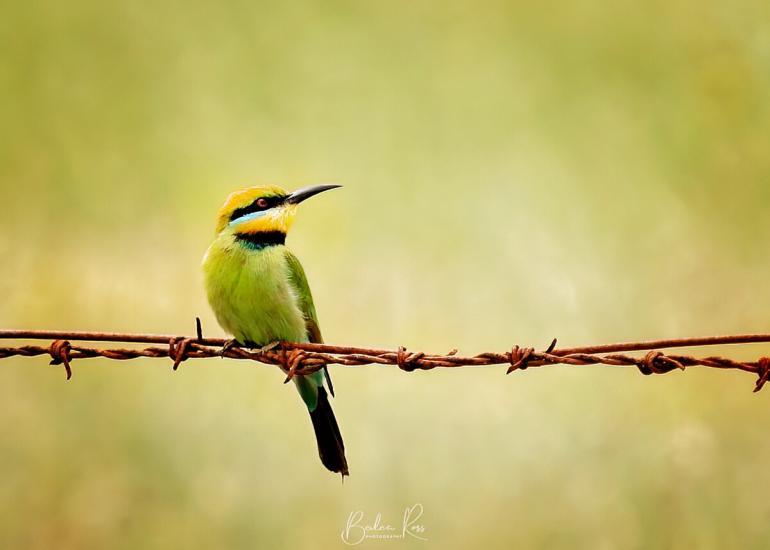 rainbow bee eater on wire