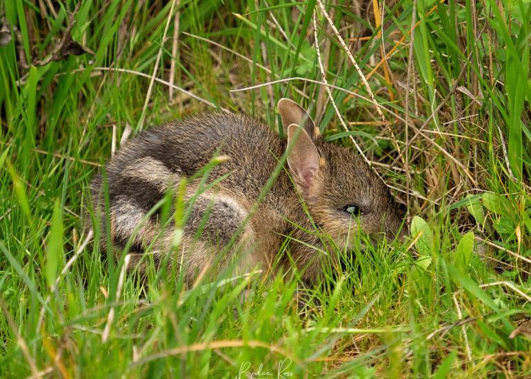 eastern barred bandicoot