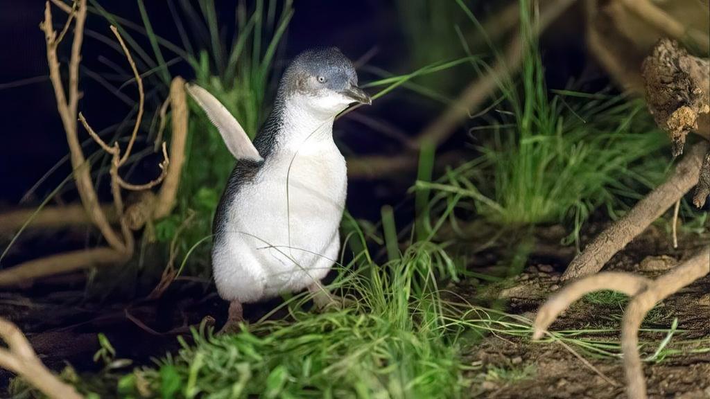 little penguin Summerlands Phillip Island