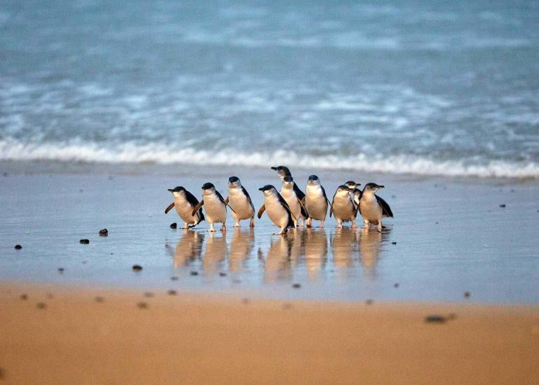 Penguins waddle ashore