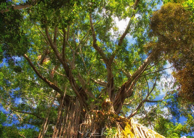 Curtain Figtree, Danbulla, Qld