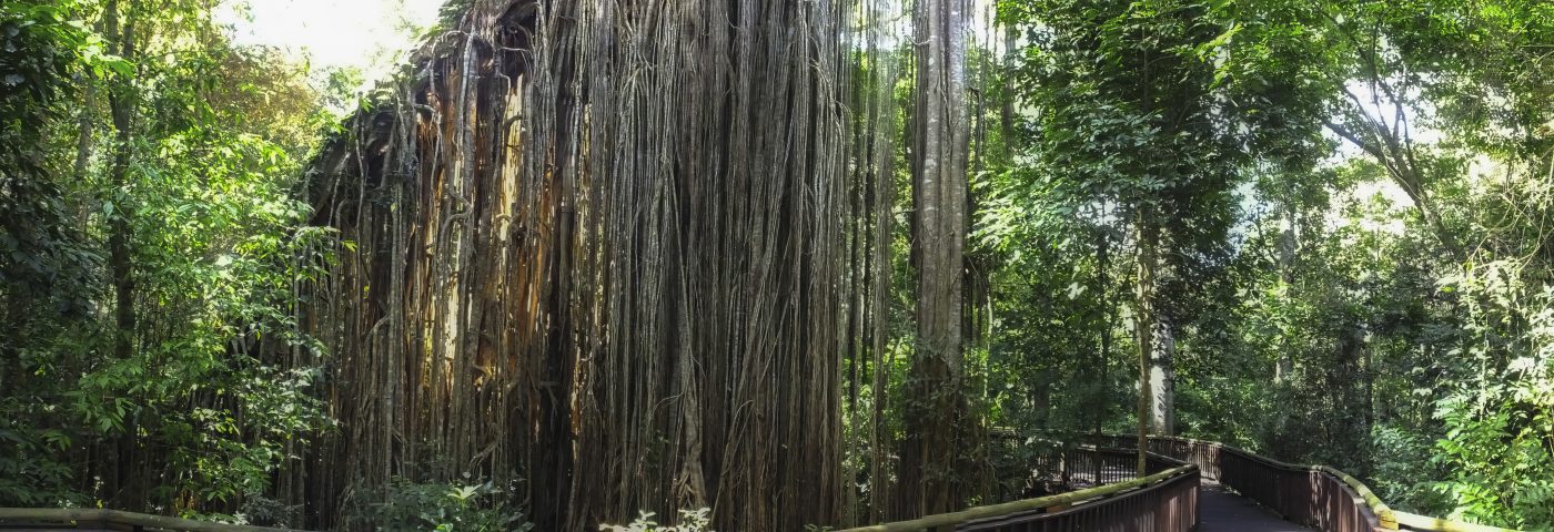 Exploring the Intricate Beauty of the Curtain Fig Tree - Bevlea Ross ...