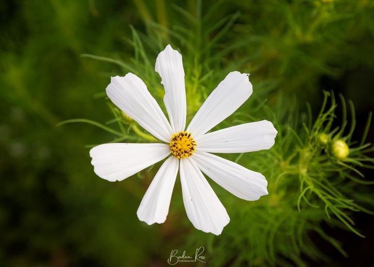 spring blooms