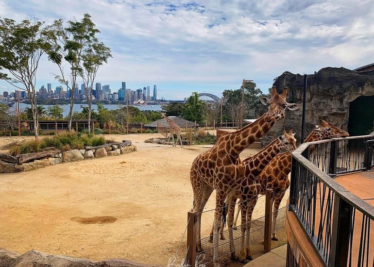 giraffes at taronga zoo