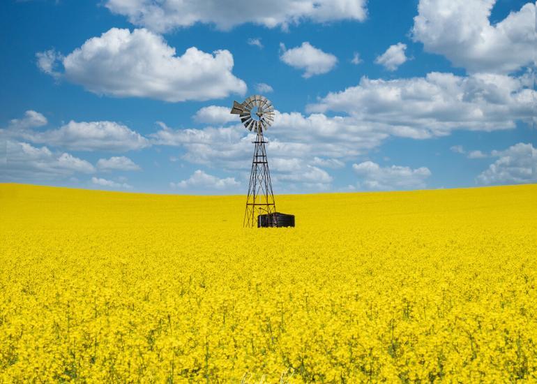 Canola fields, Dookie, Vic