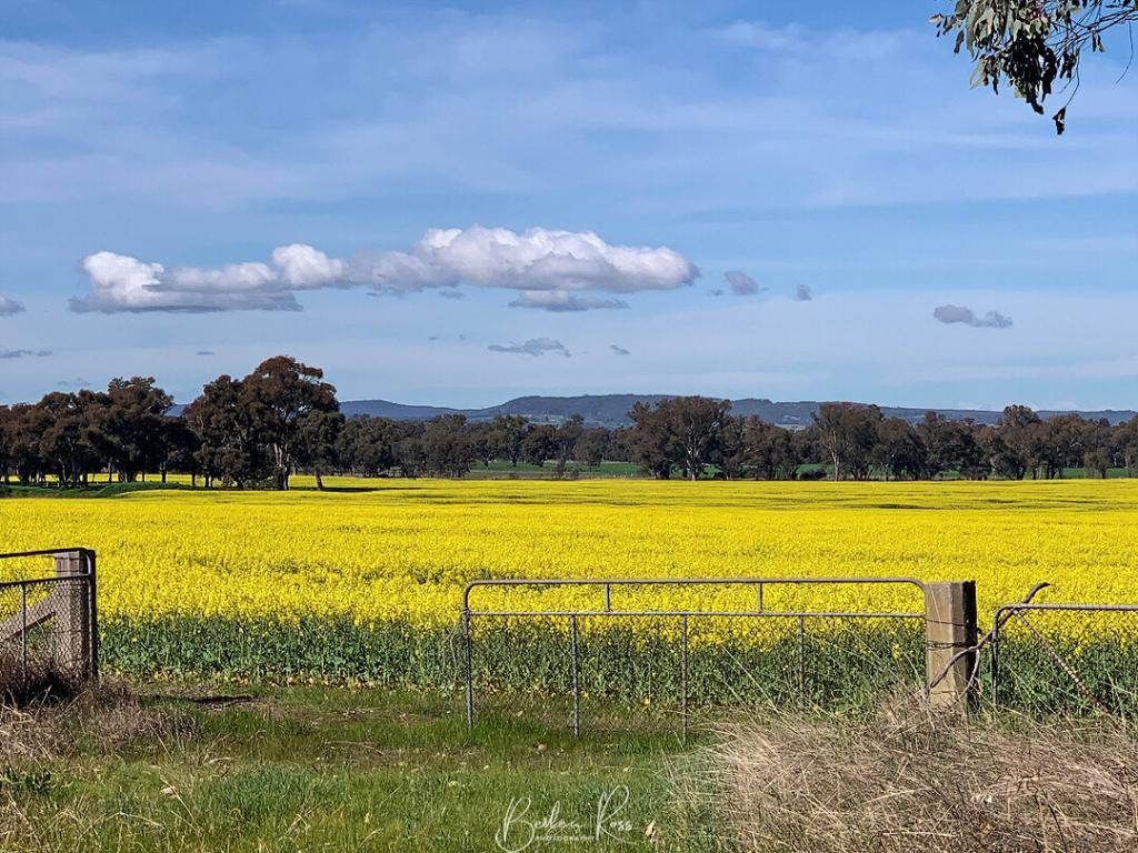 canola at Dookie
