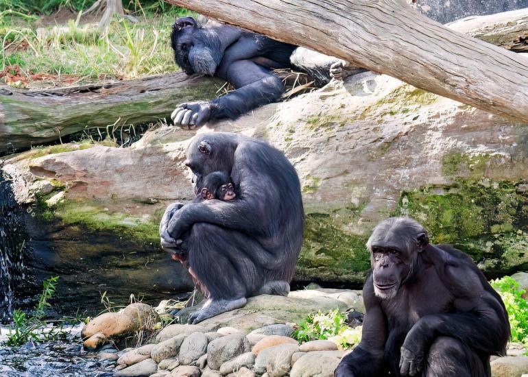 Chimpanzees at Taronga Zoo Sydney