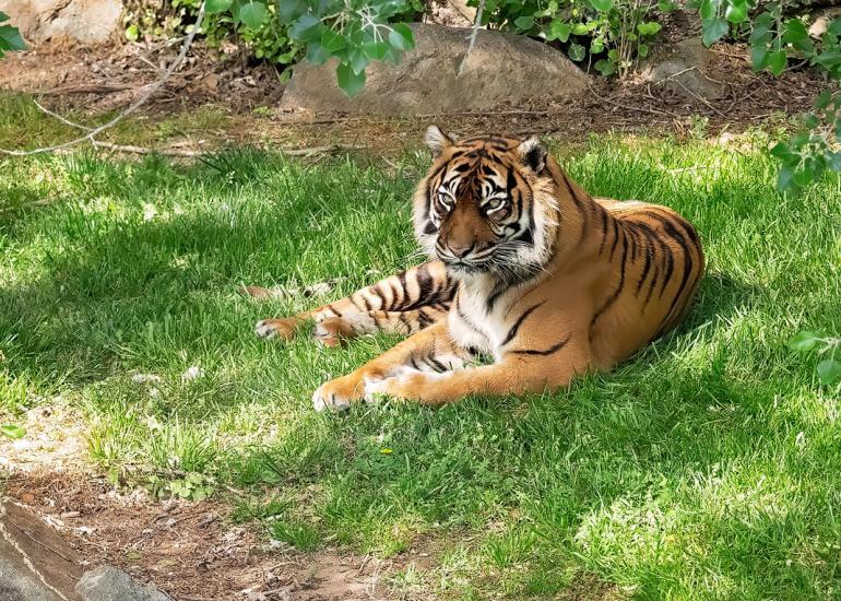 sumatran tiger at national zoo canberra