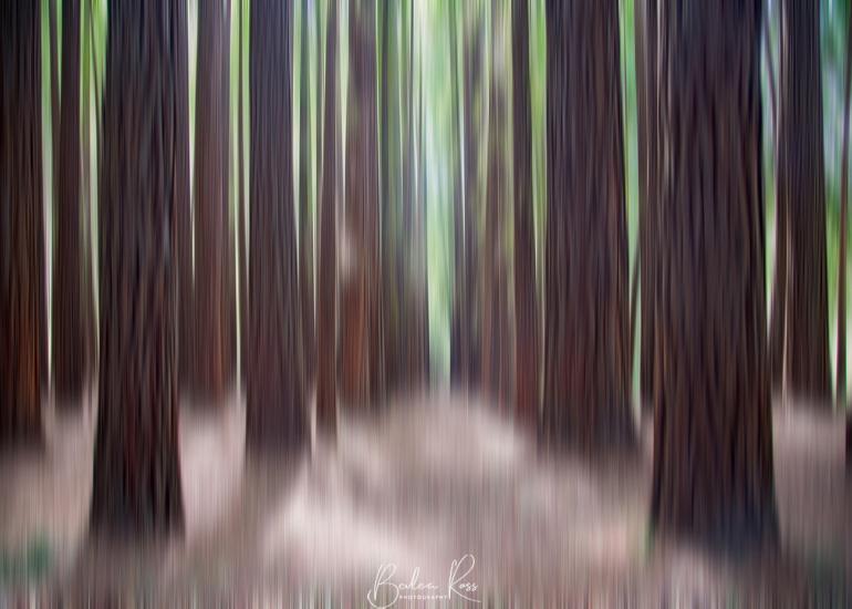 intentional camera movement