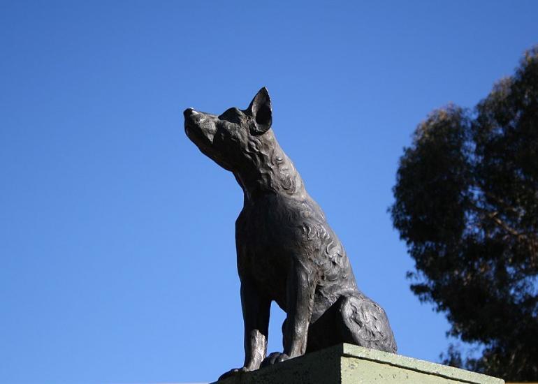 Dog on the tuckerbox