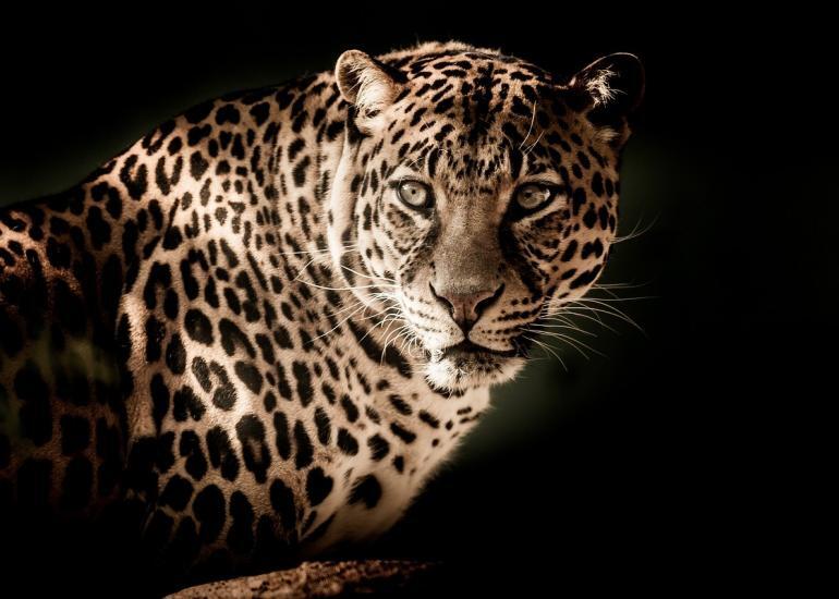 leopard