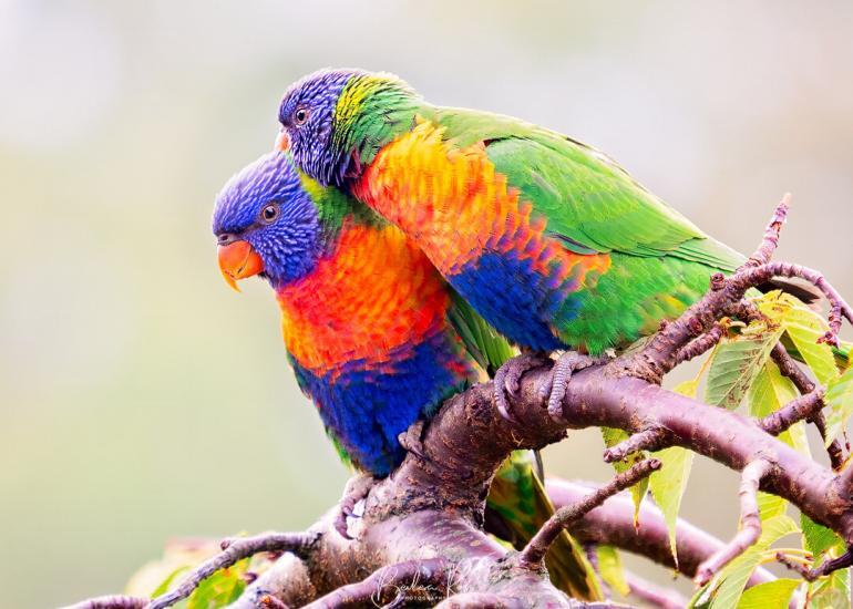 Rainbow Lorikeets, Nagambie, Vic