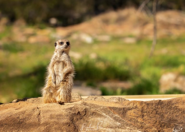 dubbo open range zoo