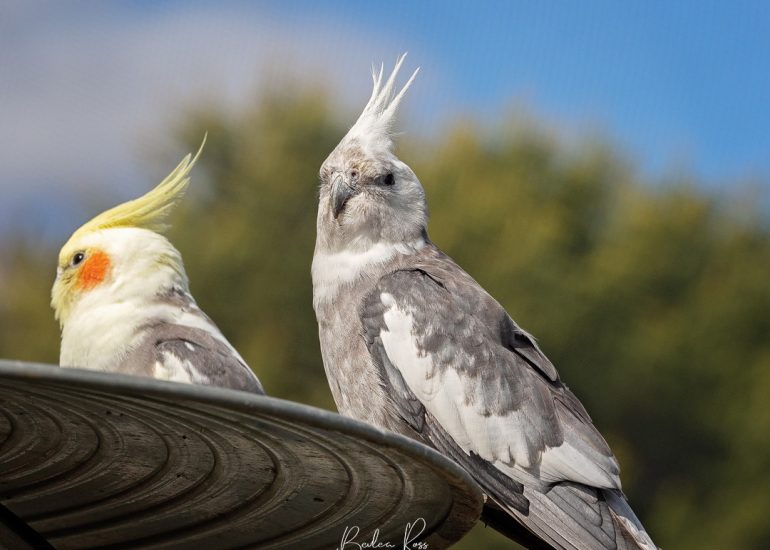 cockatiel