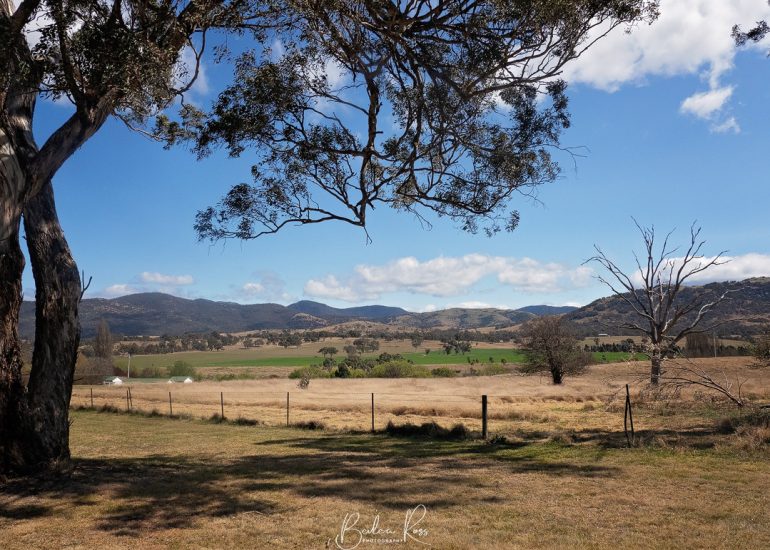 lanyon homestead